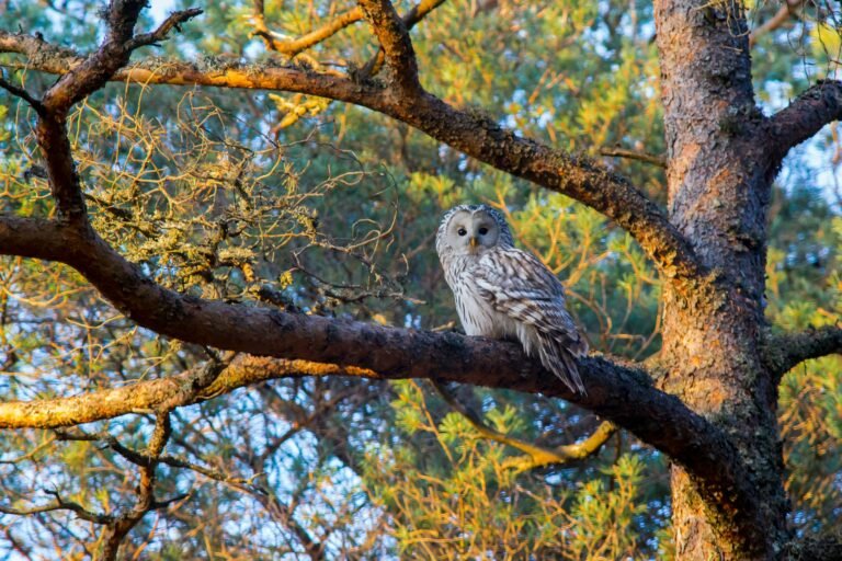 “The Best Hiking Trails for Bird Watching”