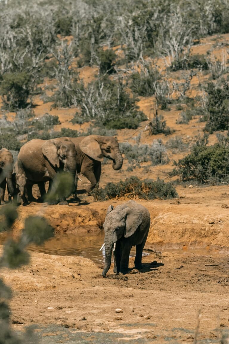 “Best Hiking Destinations for Wildlife Photography”